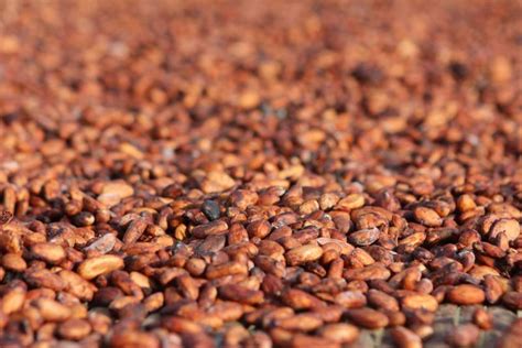 Harvesting the cocoa bean | Flickr - Photo Sharing!