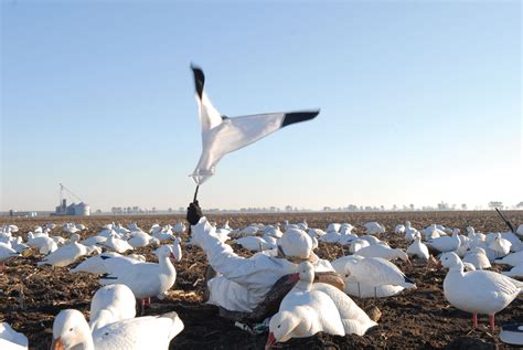 Snow goose hunting: Tips for staying hidden | Grand View Outdoors