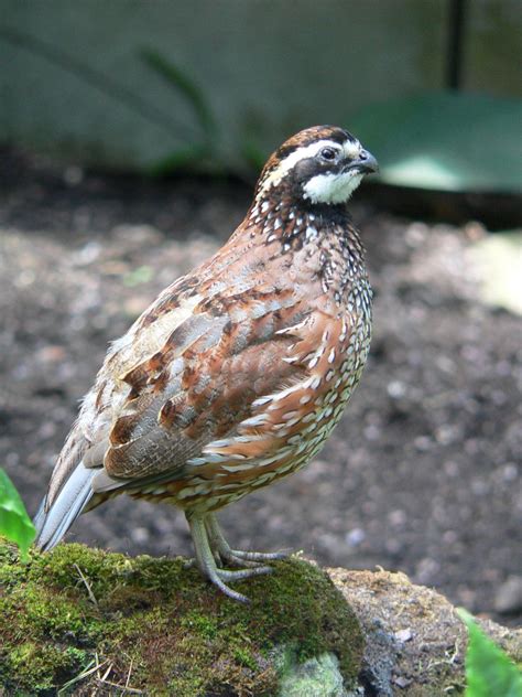 Learn More about the Bobwhite Quail | Gray Ghost Plantation