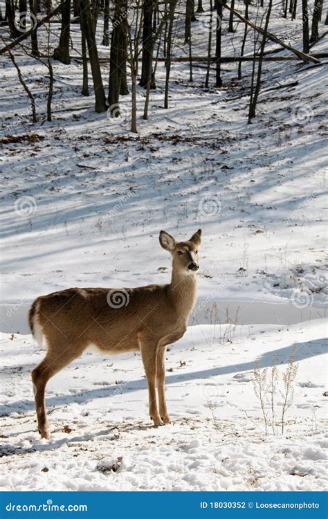 Deer stock photo. Image of snow, winter, walking, animal - 18030352