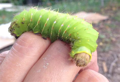 Polyphemus Moth Caterpillar - What's That Bug?