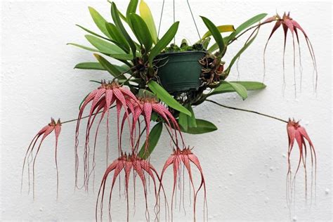 Buy Bulbophyllum Orchids Online | Buy Bulbophyllum Orchids