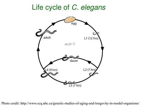 PPT - Caenorhabditis elegans (C. elegans) An elegant worm PowerPoint Presentation - ID:356405