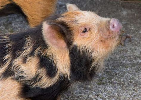 Kunekune Pig - Zoo Atlanta