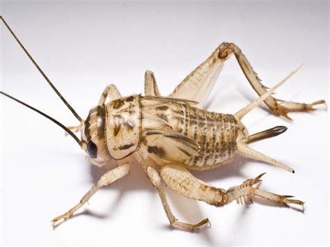 House Cricket Information - How to Get Rid of Crickets