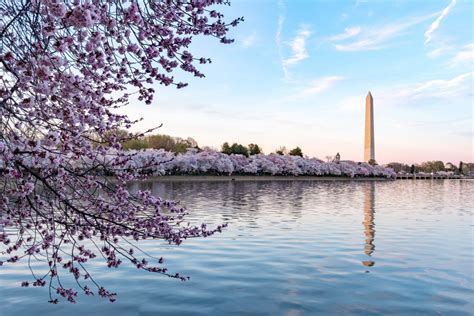 During National Cherry Blossom Festival, Washington Monument in ...