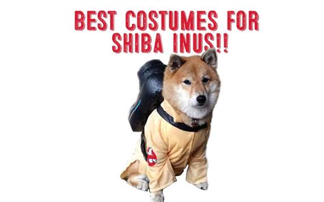 Best Costumes For Shiba Inus! - My First Shiba Inu