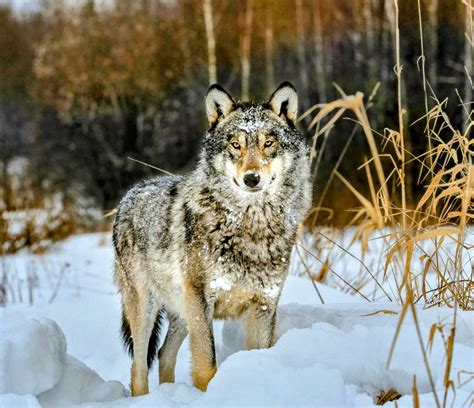 Chernobyl wolves have evolved resistance to cancer - Earth.com