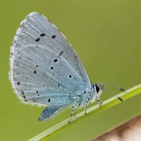 Woodland Trust on Instagram: “A Holly blue butterfly 💙⁠ ⁠ Holly blue ...