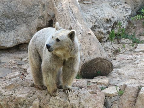 Syrian brown bear – Bear Conservation