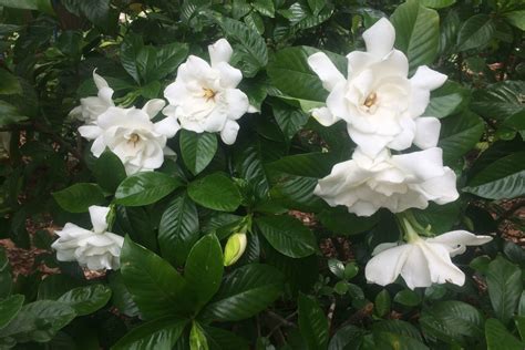 How to Grow a Gardenia Tree