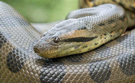8 Interesting Facts About Green Anacondas - WorldAtlas