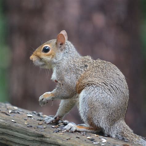 Maryland Biodiversity - View Thumbnails - Squirrel Bot Fly ( Cuterebra ...