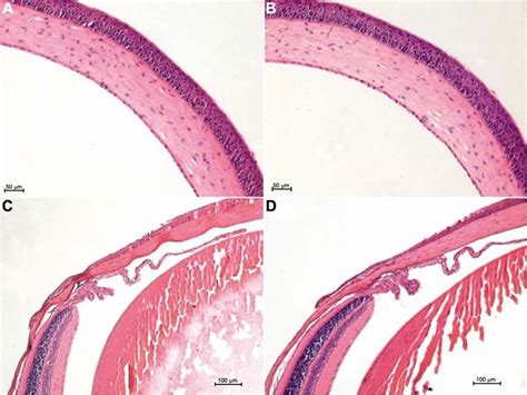 Iris Histology