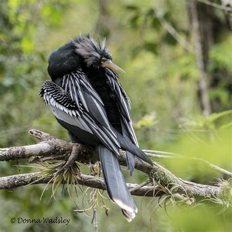 Anhinga Male and Female Comparison | Bay Photos by Donna