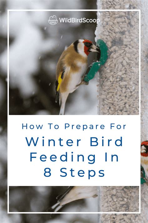 Winter Bird Feeding - How To Feed Your Bird During Winter In 8 Steps