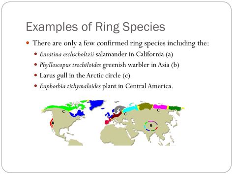 PPT - Ring Species and the Museum PowerPoint Presentation, free download - ID:1928481