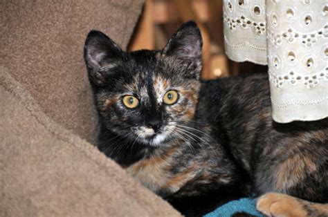 Study: Calico, tortoiseshell female cats often most challenging | Life | qconline.com