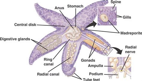 Diagram Of A Sea Star