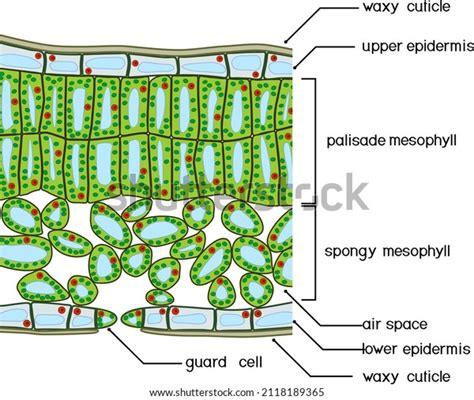 Epidermal Cells Labeled