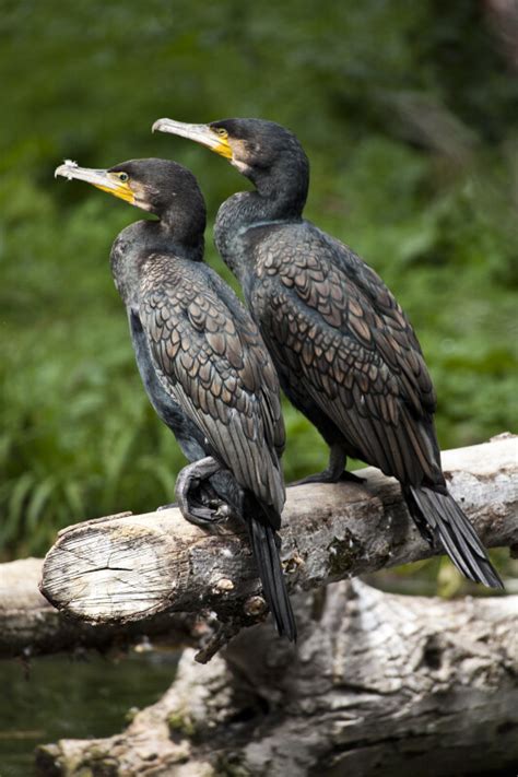 Great Cormorants | ClipPix ETC: Educational Photos for Students and ...