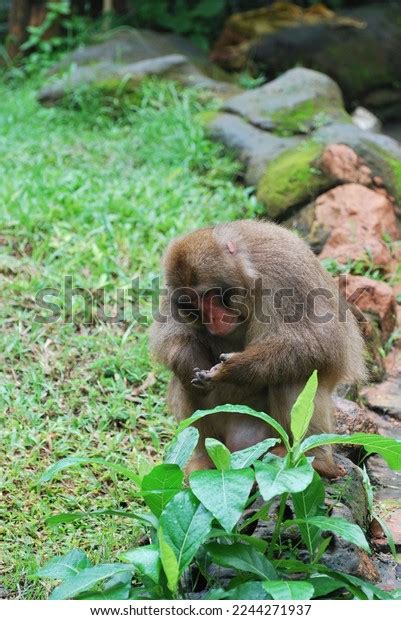 Makaka Zoo Green Grass Type Monkey Stock Photo 2244271937 | Shutterstock