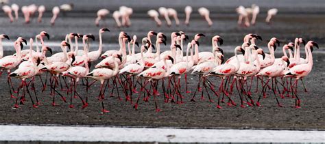 Flamingo adaptions allow for survival skills - The Wildlife Society