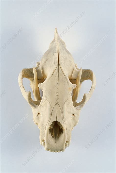 Jaguar skull - Stock Image - F031/3652 - Science Photo Library