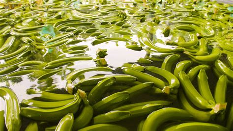 Why Are Bananas Bad Luck on a Boat |Hubbard's Marina|Madeira Beach FL