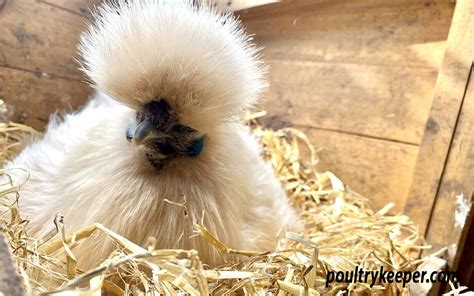 Silkie Chickens: Breed in Focus