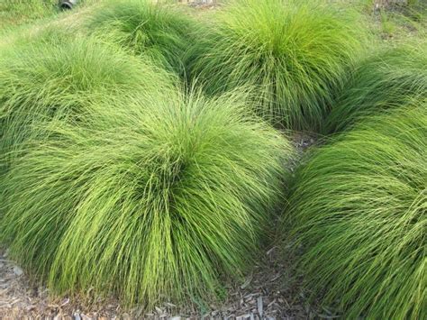 Evergreen Grass: Grow Great Ornamental Grass in 24 Hours - howdididoit.com