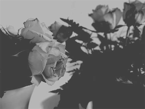 Gray Aesthetic Rose References – Mdqahtani