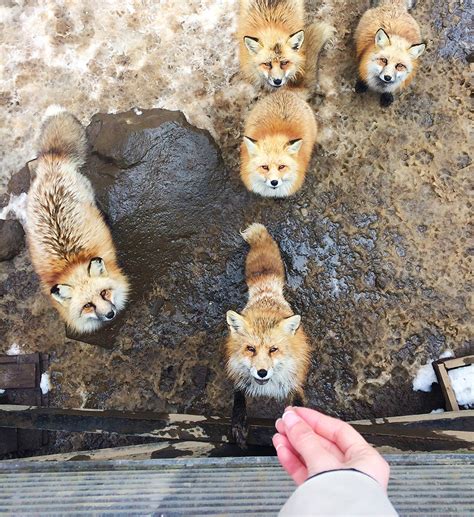 Fox Village in Japan - Surround Yourself in Cuteness — This Life Of Travel