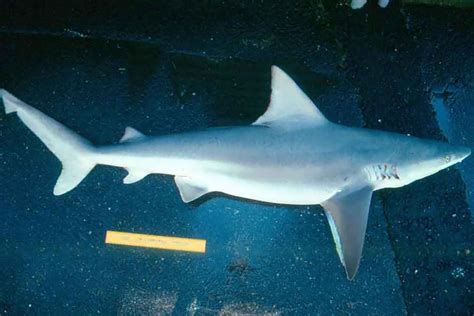 Shark Identification for Cooperative Shark Tagging Program (S-W) | NOAA Fisheries
