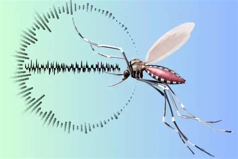 What Does a Mosquito Sound Like? Unveiling the Secrets of Their ...