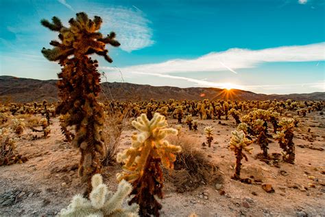 Cholla Cactus Garden - More Than Just Parks | National Parks Guides