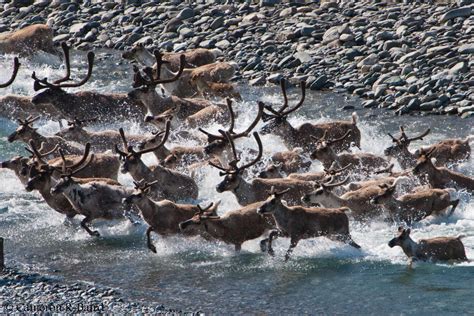 5 Trips to see Caribou in Alaska - Arctic Wild