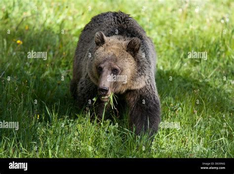 Grizzly Bear in Yellowstone National Park Stock Photo - Alamy