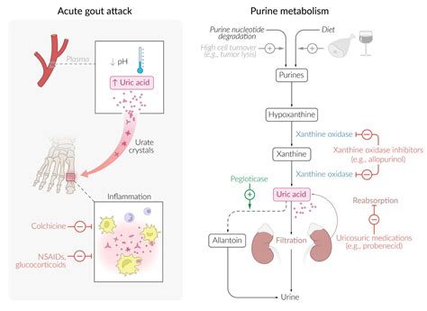 Purine Metabolism Gout