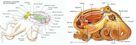 Octopus Dissection Diagram