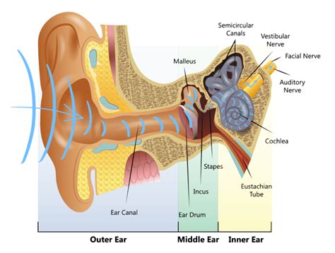 What is Auditory Neuropathy Spectrum Disorder (ANSD)? - Hear4u