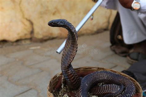 153 Cobra Dance Stock Photos - Free & Royalty-Free Stock Photos from ...