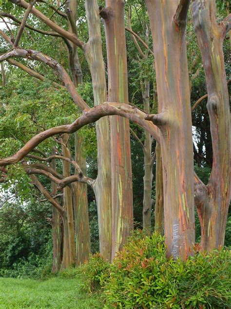 Pin by Jill Mann on Favorite Places & Spaces | Rainbow eucalyptus, Forest photography, Tree art