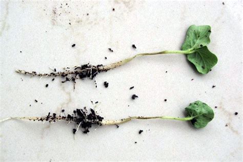 Damping Off: How to Prevent and Control Seedling Wilt - Epic Gardening