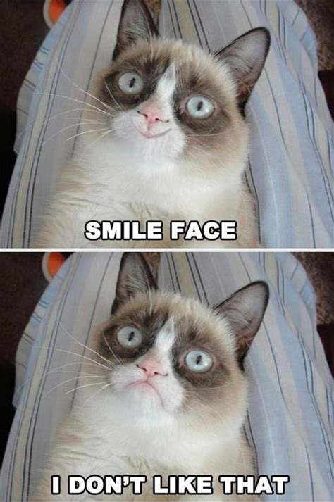 The Best Of Grumpy Cat - 70 Pics