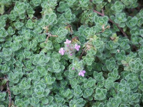 Woolly Thyme / Thymus Praecox /groundcover Thyme/ Groundcover - Etsy