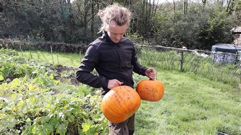 Garden update, Harvesting Squash - YouTube