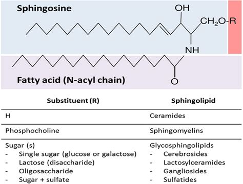 | General sphingolipid structure. Sphingolipids are composed of a... | Download Scientific Diagram