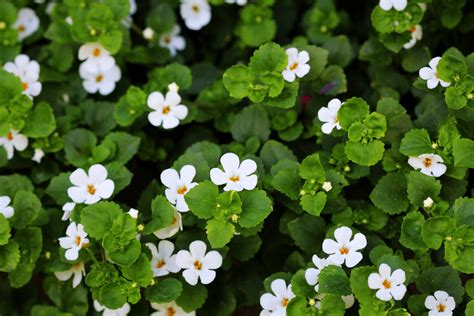 The Natural Brain Booster: Benefits of Bacopa Monnieri – Mindhoney