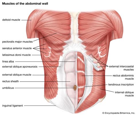 Abdominal muscle | Description, Functions, & Facts | Britannica